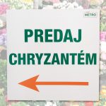 Predaj chryzantém